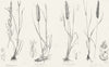 GRASSES. Arrhenatherum, Avenaceum; Anthoxanthum;  1849 old antique print