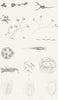 BIOLOGY. Animalcules 1849 old antique vintage print picture