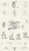 INSECTS. Aphides(Plant Lice)& destroyers 1849 old antique print picture