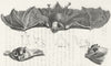 HORSES. Horse shoe Bat c1800 old antique vintage print picture