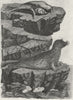 ANIMALS. Seals c1790 old antique vintage print picture