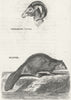 UNITED STATES. Musimon; Beaver c1800 old antique vintage print picture