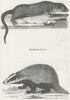 MAMMALS. Otter; Badger c1800 old antique vintage print picture
