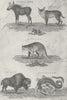 MOOSE. Geography; Deer; Lynx; Raccoon; Bison Alligator 1790 old antique print