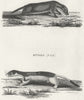 MAMMALS. Weesel; Stoat c1800 old antique vintage print picture