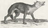 WOLVES. Wolf c1800 old antique vintage print picture