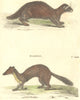 MAMMALS. Fitchet; Martin c1800 old antique vintage print picture