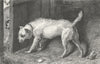 DOGS. Brutus-Landseer 1824 old antique vintage print picture