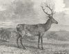 SURREY. Swinley 1829 old antique vintage print picture
