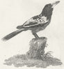 BIRDS. Cassican c1800 old antique vintage print picture