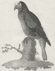 BIRDS. White Fronted Parrot c1800 old antique vintage print picture