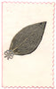 PLANTS. Dried pressed leaf c1800 old antique vintage print picture