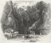 IOW. Shanklin Chine 1841 old antique vintage print picture