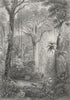 BRAZIL. ian Forest. Rhind Flora Fauna Man shooting 1855 old antique print