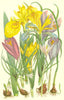 FLOWERS. Yellow water Iris, Purple Crocus, Saffron 1889 old antique print