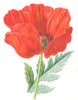 BOTANICAL. Oriental Poppy. garden flower 1890 old antique print picture