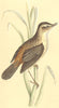 BOTANICAL. Sedge Warbler. garden birds 1860 old antique vintage print picture