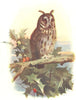 BIRDS. Long-eared owl 1900 old antique vintage print picture