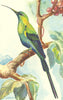BIRDS. Malachite Sunbird Nectarinia famos 1900 old antique print picture