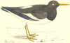 BIRDS. Oyster-Catcher. water fowl 1880 old antique vintage print picture