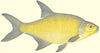 FISH. Lake Bream. COUCH FISH 1868 old antique vintage print picture