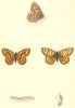 TOWNS. Gate Keeper. butterflies PRINTS 1860 old antique vintage picture