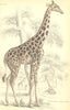 AFRICA. Cameleopard Giraffe 1835 old antique vintage print picture