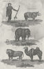 ANIMALS. Ourang Outang; rhino; Elephant; Lion; Camel 1790 old antique print