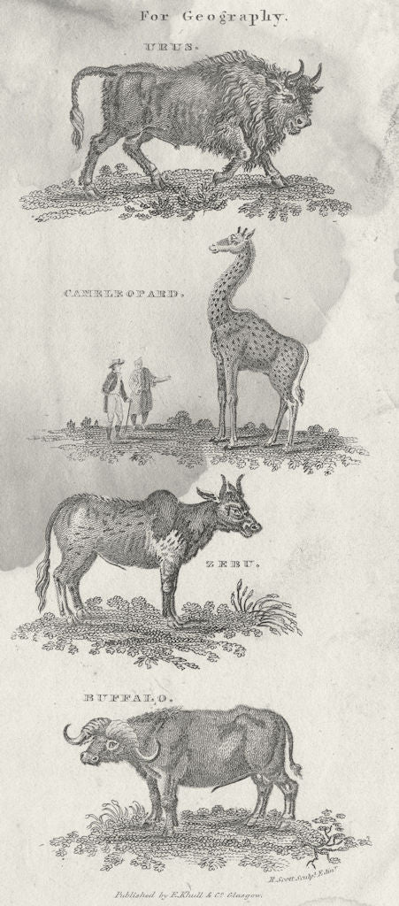 COWS. For Geography. Urus; Cameleopard; Zebu; Buffalo 1790 old antique ...