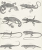 REPTILES. Gekko; Stellio; Takydrome; Anolis; Scink c1849 old antique print