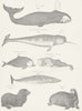 WHALES. Narwhal; Beaked; Spermaceti; Piked; seal; Morse c1849 old print