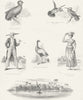 SURINAME. Agami; Quadroon; George town, Demerara c1849 old antique print