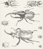 BEETLES. Hercules Macleays Prodigal Elephant Fiery c1849 old antique print