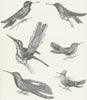HUMMINGBIRD. White violet Crested Sapphirine Mango c1849 old antique print