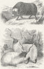 OXEN. Musk ox & Wallachian Sheep  c1849 old antique vintage print picture