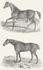 HORSES. Natural History XI Race c1849 old antique vintage print picture