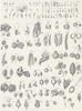 PLANTS. Botanical Terminology V c1849 old antique vintage print picture