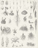 PLANTS. Botanical Terminology c1849 old antique vintage print picture