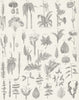 PLANTS. Botanical Terminology II c1849 old antique vintage print picture