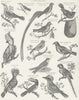 BIRDS. Natural History I Ornithology c1849 old antique vintage print picture