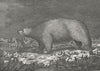 ALASKA. CANADA. Polar bear found, ice c1770 old antique vintage print picture