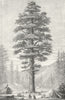 TREES. Wellingtonia c1880 old antique vintage print picture
