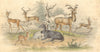 ANTELOPES. Addax Koodoo Pallah Kevel Salt Nyl Ghau c1860 old antique print