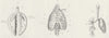 BIRDS. Respiration. Lungs of bird; Human Chest c1880 old antique print picture