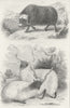COWS. Musk ox; Wallachian Sheep 1849 old antique vintage print picture