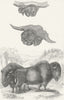 UNGULATES. Bison 1849 old antique vintage print picture