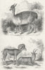PERU. Vieugna of; Argali Big Horn, Rocky Mountains 1849 old antique print