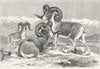 ASIA. Ovis Karelini; Argali; Poli c1885 old antique vintage print picture
