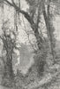 SIKKIM. Forests of-Birch Hill, N of Darjiling c1885 old antique print picture