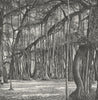 INDIA. Banyan c1885 old antique vintage print picture